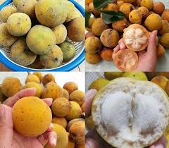 Makanan Paling Diburu Pada Bulan Ramadhan Khususnya Puasa